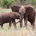 Kilimanjaro Tips: Lions, Cheetahs & Elephants