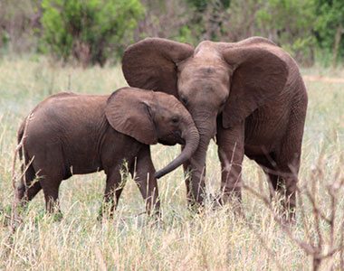 Elephant siblings in Tarangire National Park
