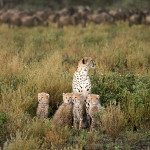 Kilimanjaro Tips: Snowy Summit & Baby Cheetahs