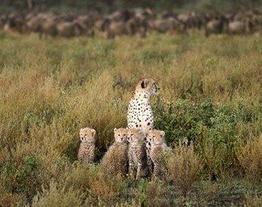 Cheetah cubs with mother