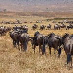 Kilimanjaro Tips: For Dry Days & Golden Landscapes