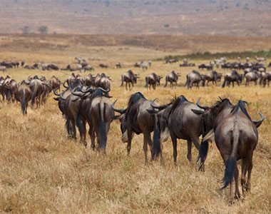 Wildebeest on golden grasses