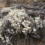 Everlasting Flowers on Kilimanjaro