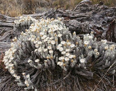 Helichrysum newii’s white flowers on the route