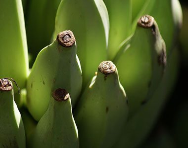 Bunch of green bananas