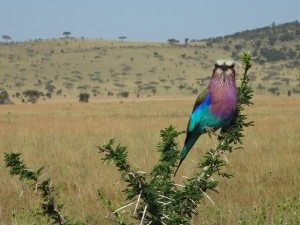 A colorful bird spotted on safari