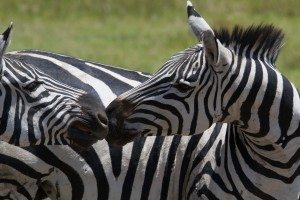 Zebras nuzzle each other on safari