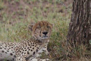 A cheetah takes a cat nap on safari