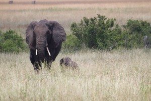 An elephant with its calf in the Serengeti