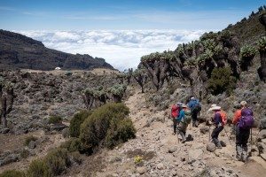Trekkers descend on a rocky vegetation-lined route