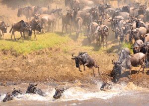 Wildebeest in the Great Migration on a Crater and Plains safari