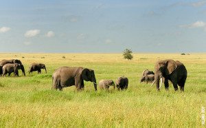 A herd of elephants on the Serengeti