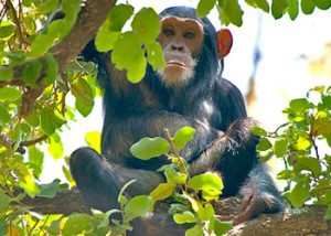 Chimpanzee in Mahale