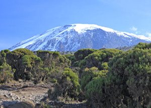 View of Kilimanjaro from the trail