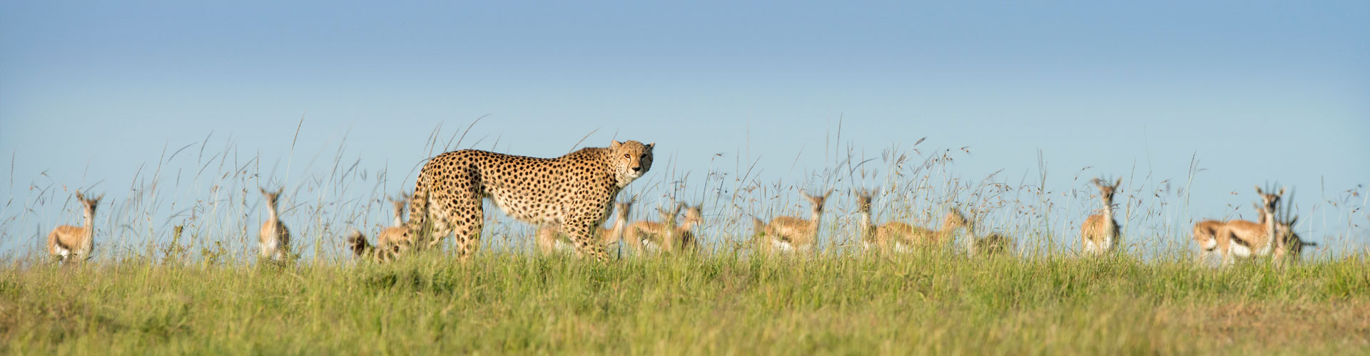 A cheetah prowls against a backdrop of gazelles