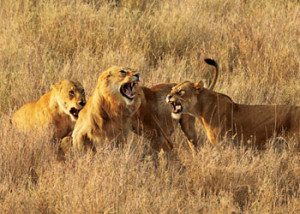Female lions on a safari extension