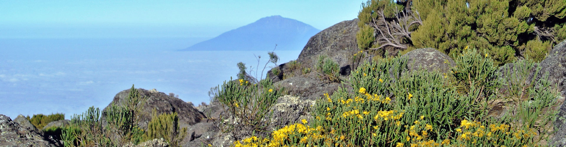 Lush vegetation on Kilimanjaro