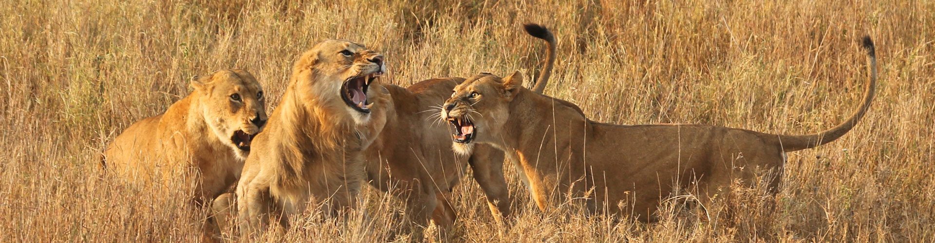 A pride of lions on the Highlights of Tanzania safari extension