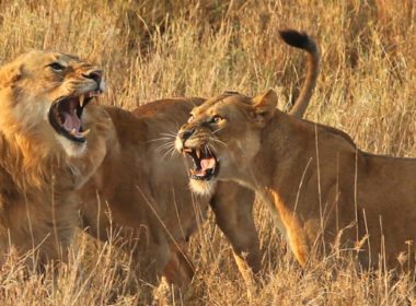 A pride of lions on the Highlights of Tanzania safari extension