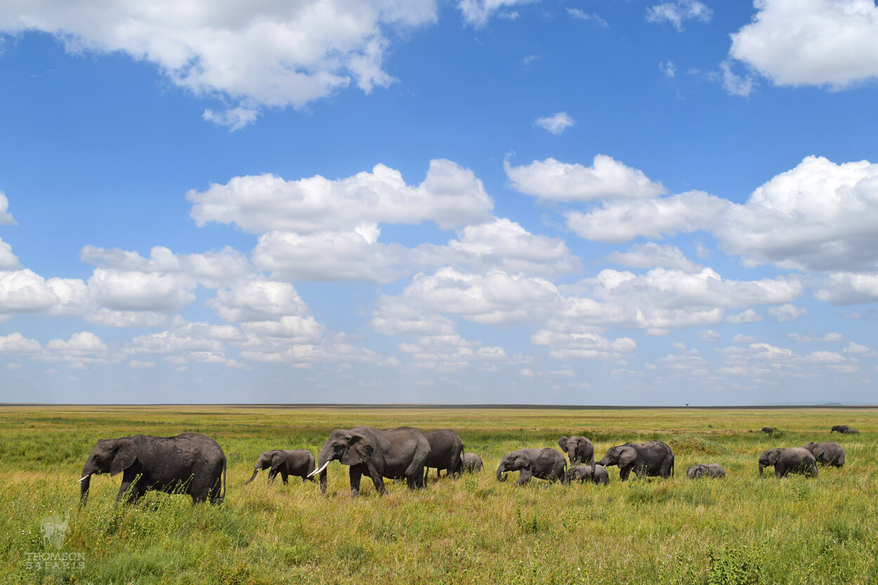 tanzania elephants