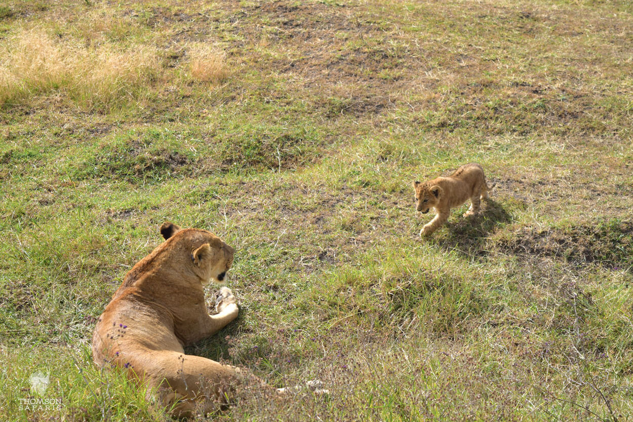 tanzania lions
