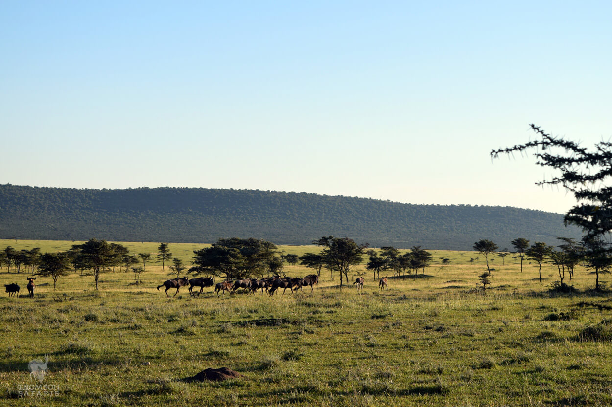 wildebeest in the serengeti