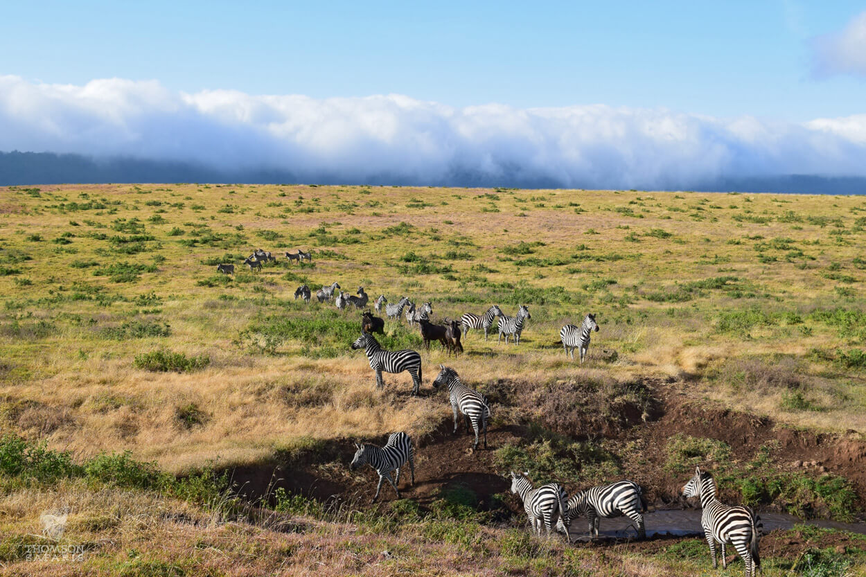 tanzania zebras