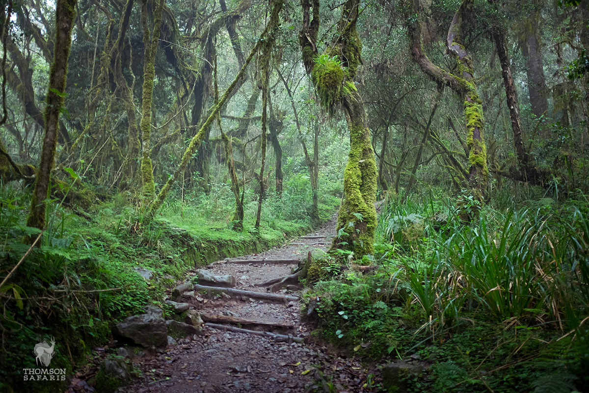 trail in kilimanjaro rainforest