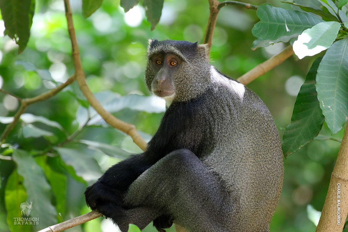 blue monkey in forest