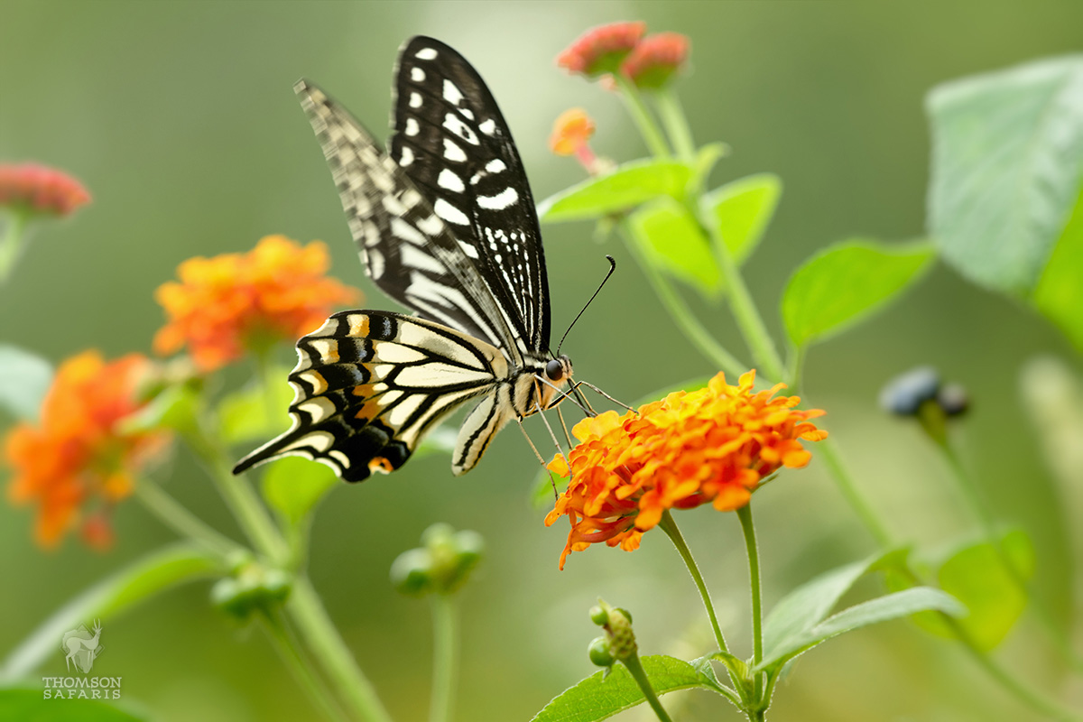 swallowtailed butterfly in rain forest on kilimanjaro