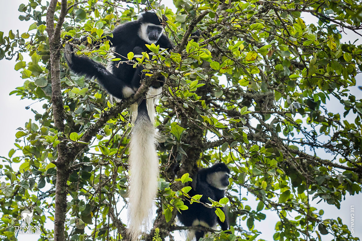 colobus monkey in tanzania