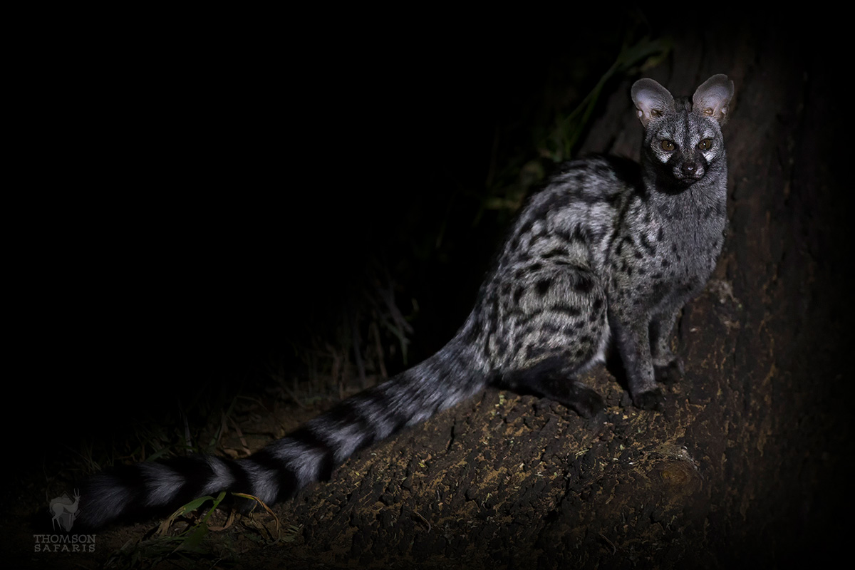 nocturnal genet in forests of tanzania