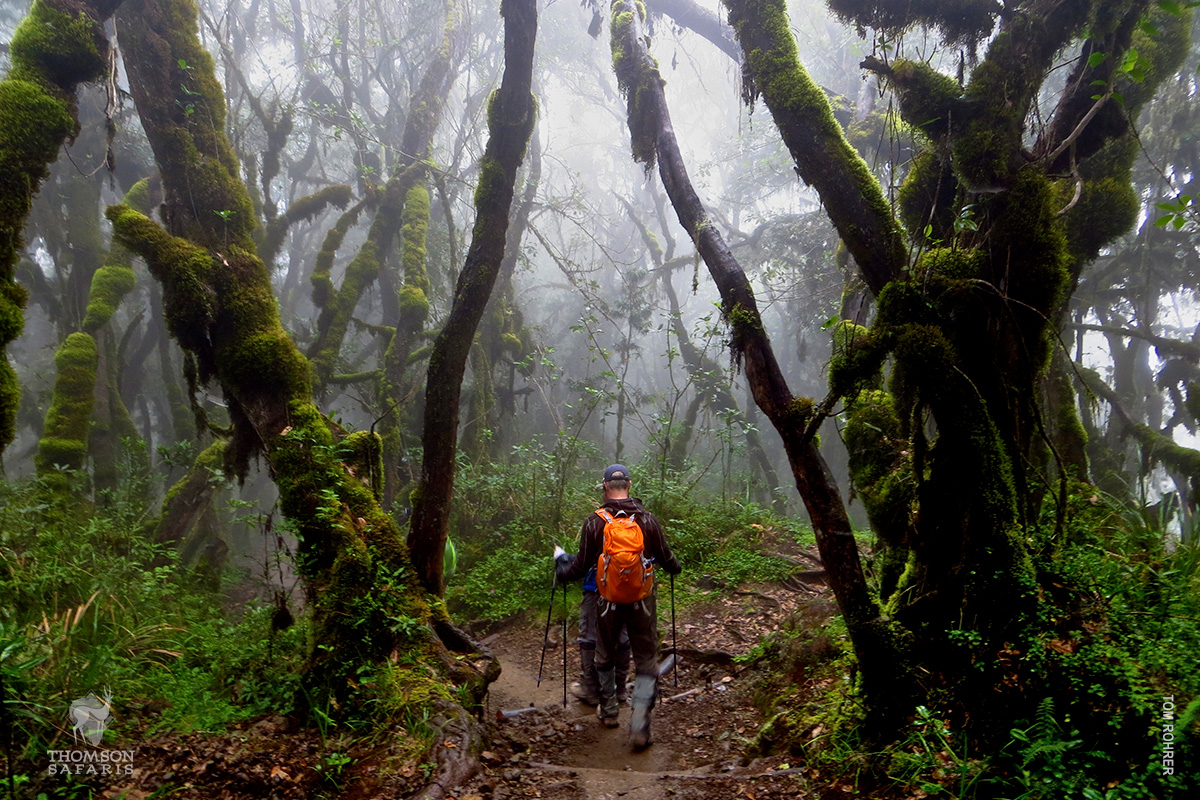 hiking with thomson treks on kilimanjaro