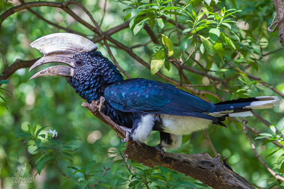 hornbill on kilimanjaro