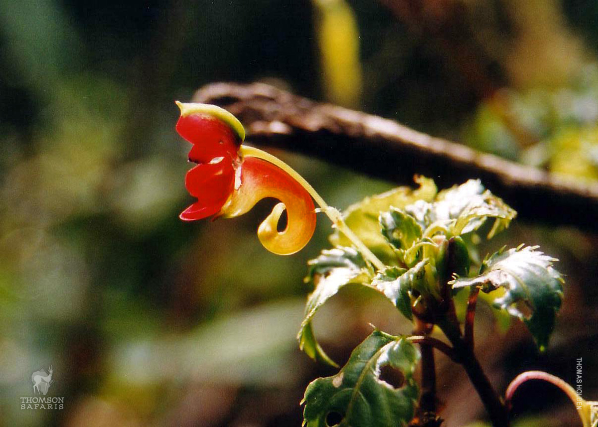 imapatiens kilimanjari flower in rainforest on mt kilimanjaro