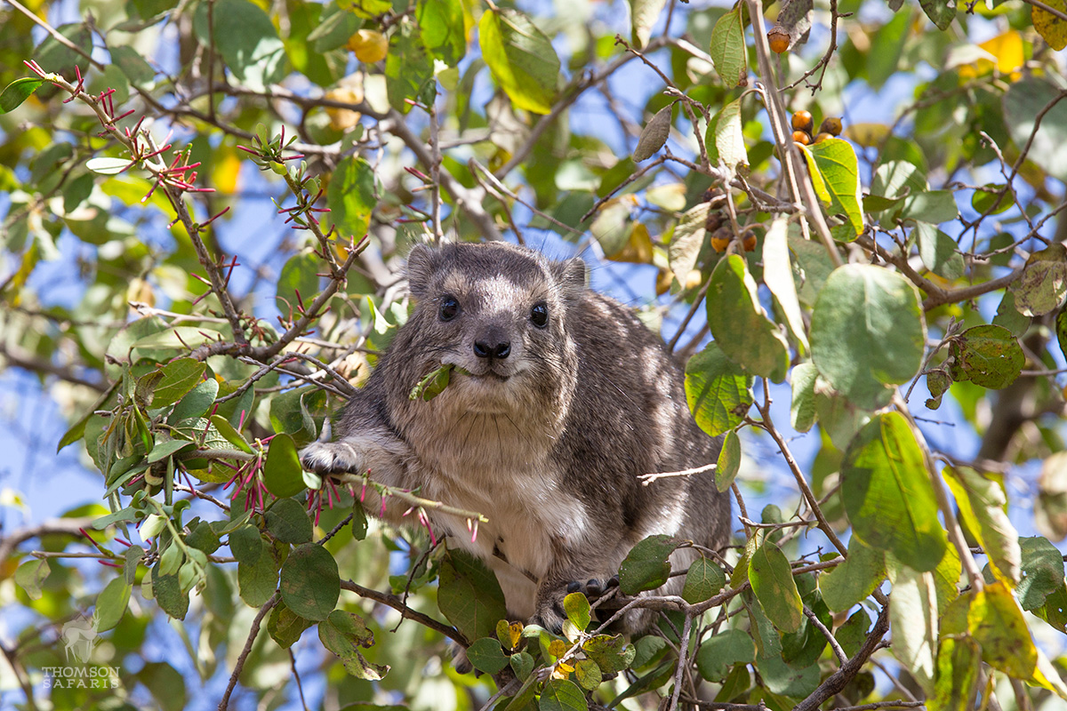 tree hyrax on kilimanjaro