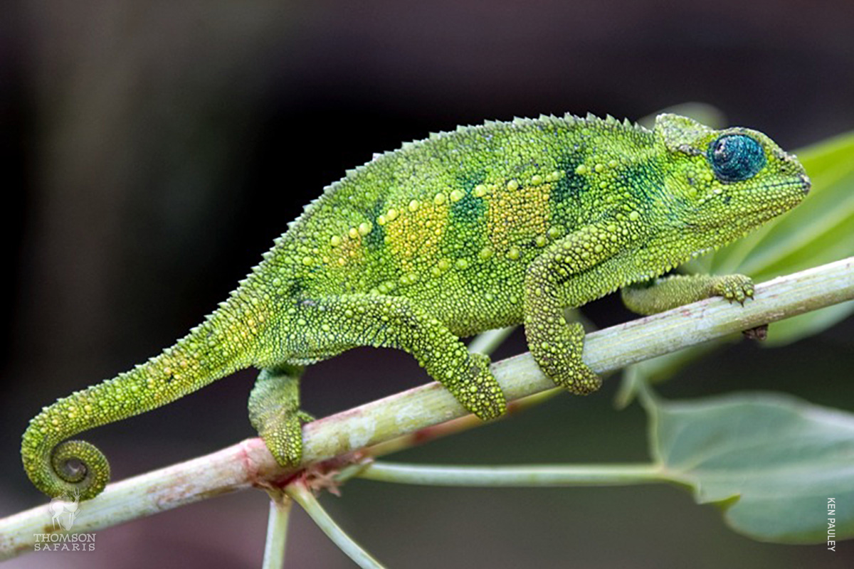 chameleon in tanzania