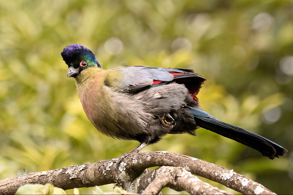 turaco in tanzania