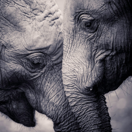 elephants mourn their dead