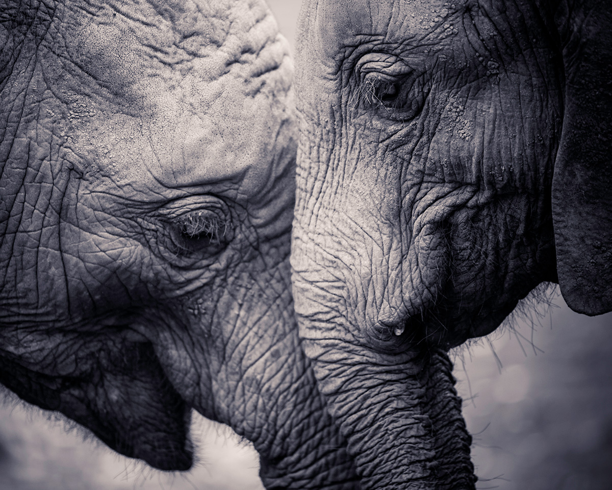 elephants mourn their dead