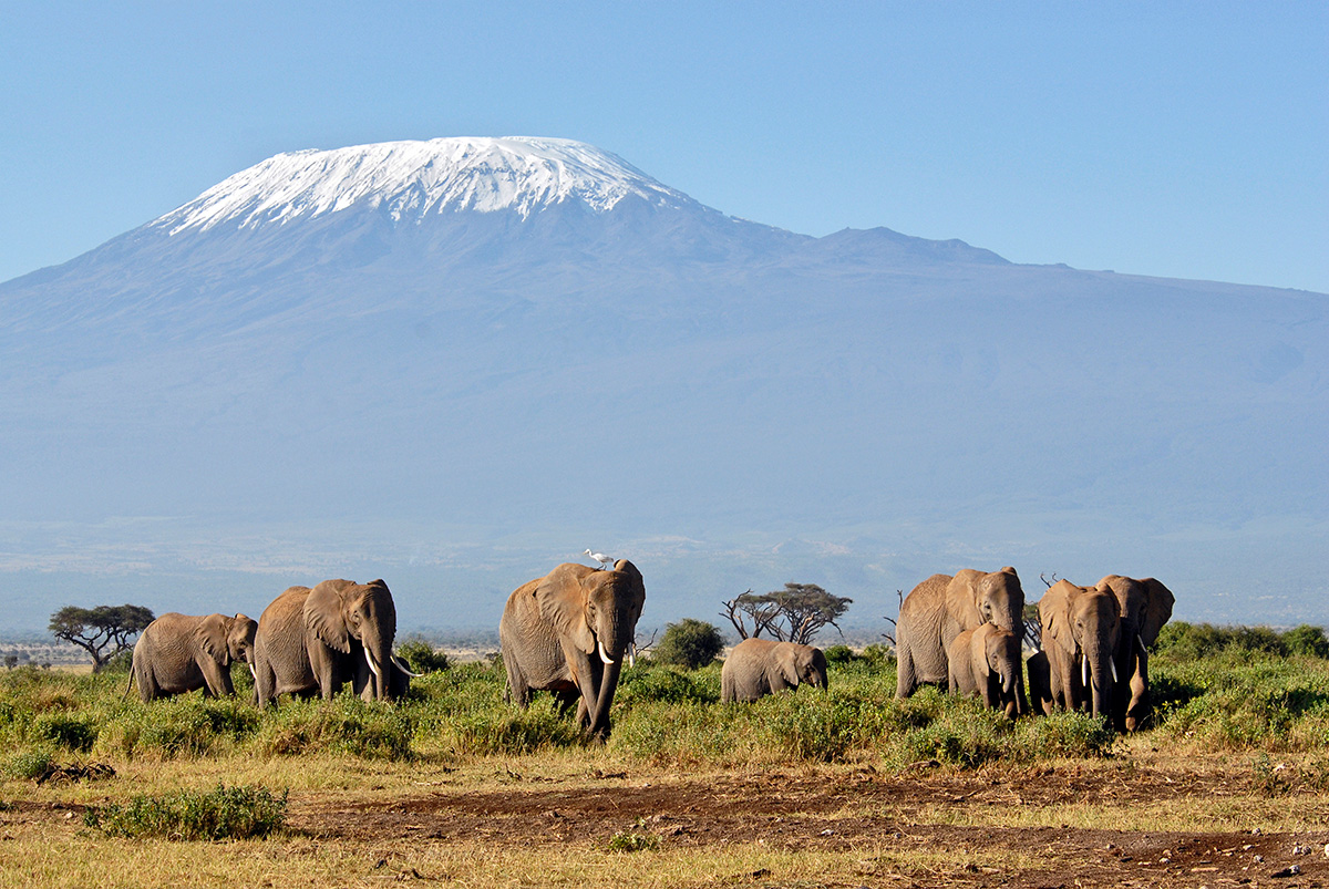 elephants with mt kilimanjaro in background