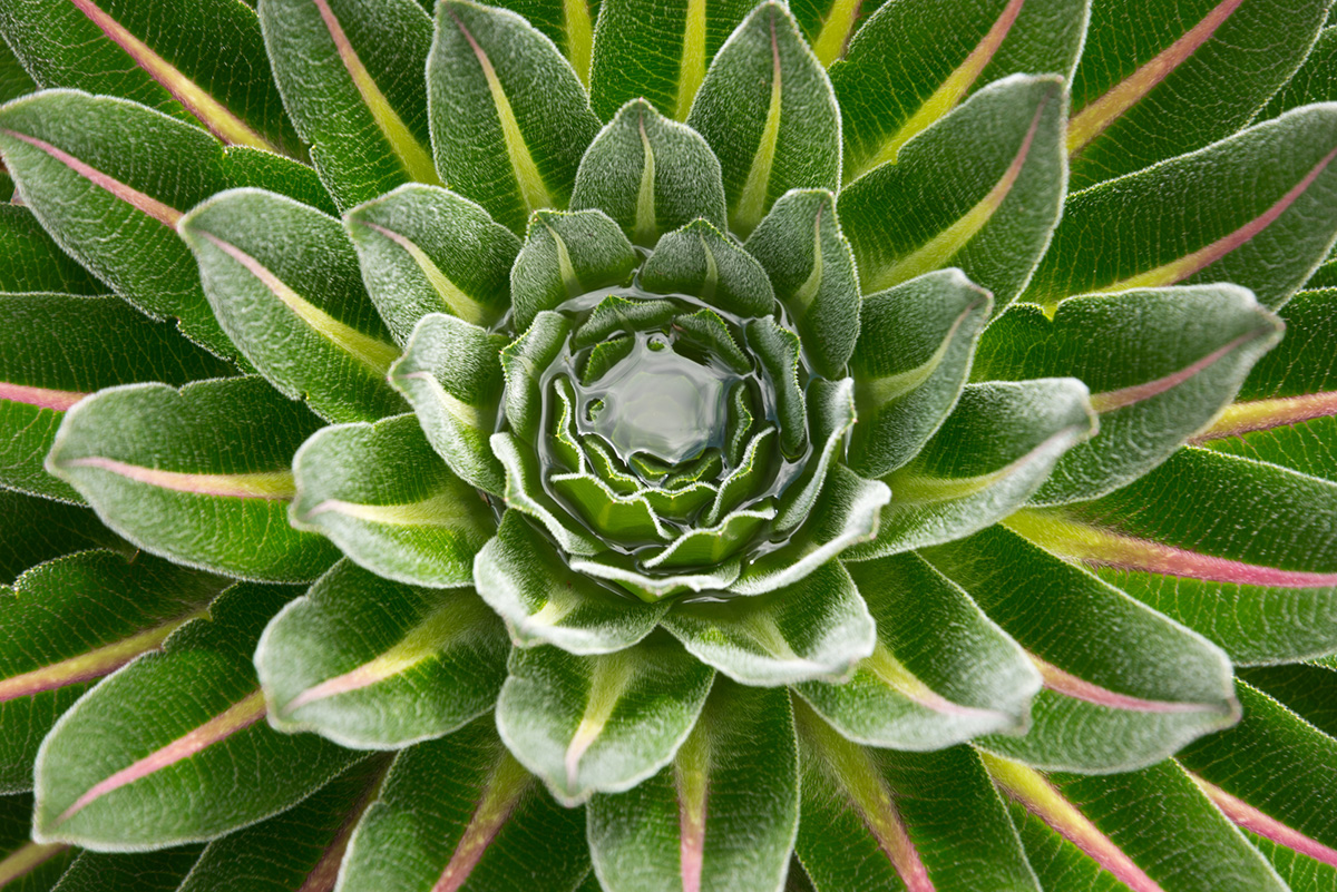 giant lobelia plant on mount kilimanjaro