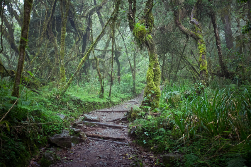rainforest on mount kilimanjaro