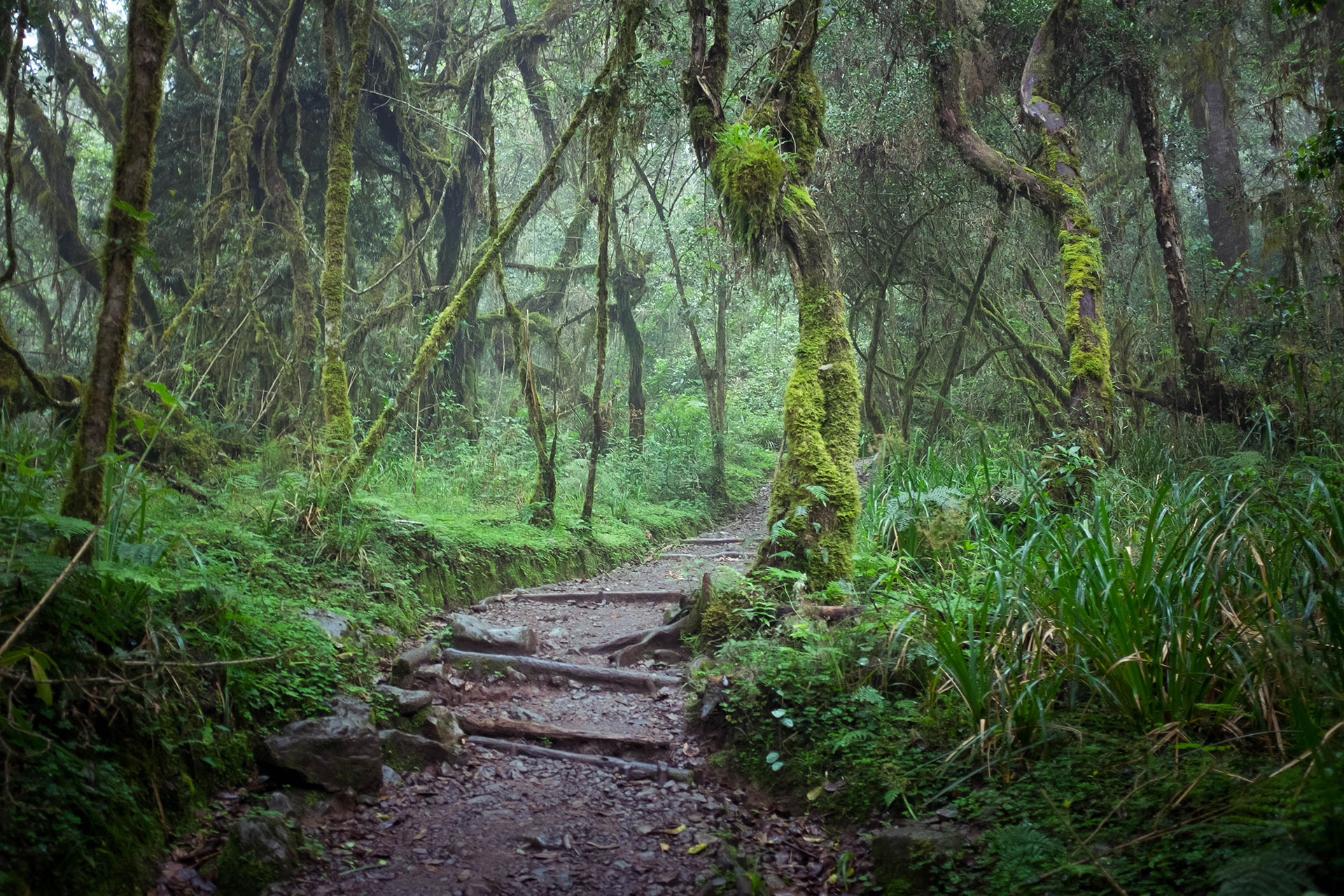 Rainforest Zone