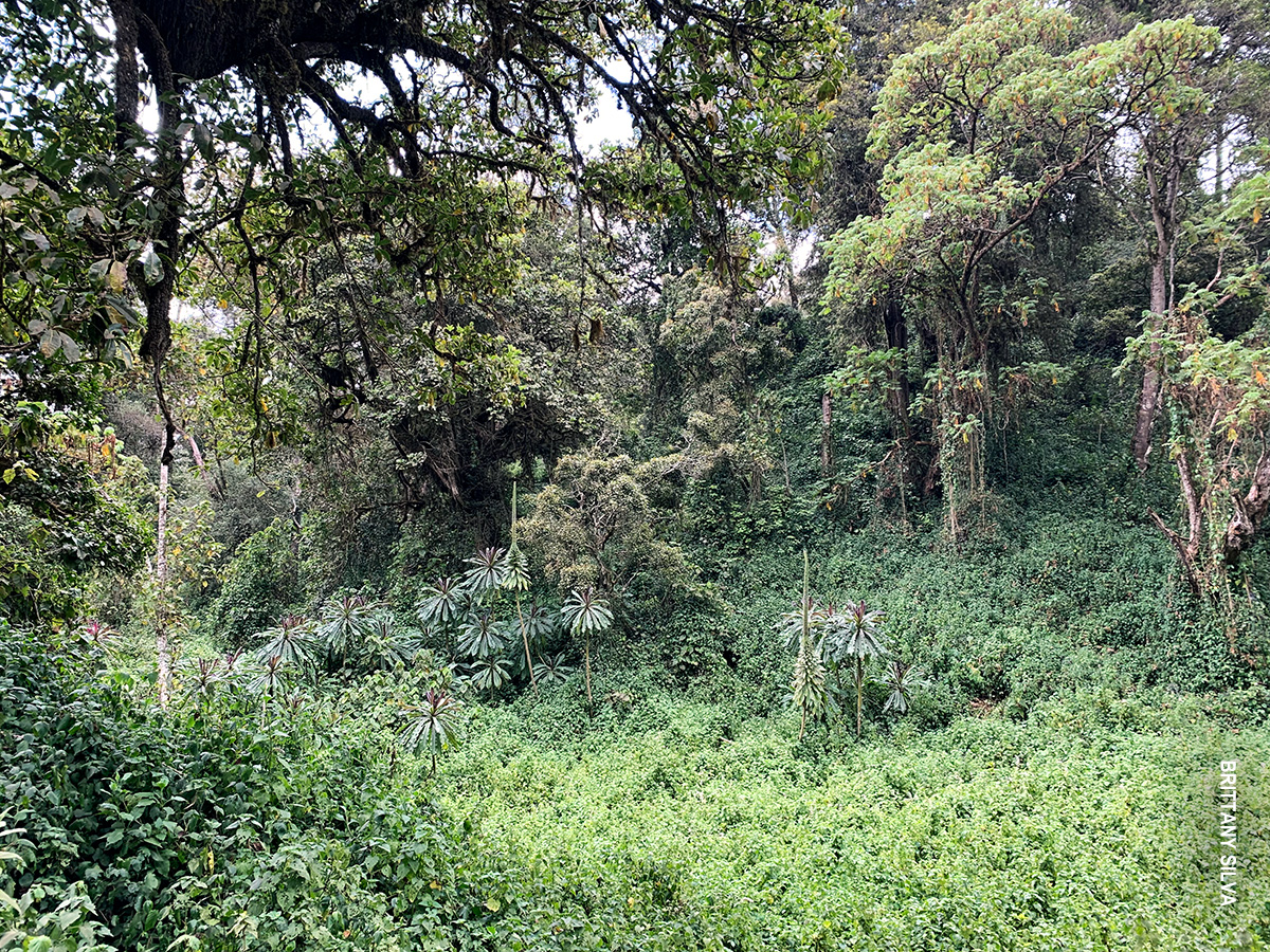 dense rainforest at lower elevations on kilimanjaro
