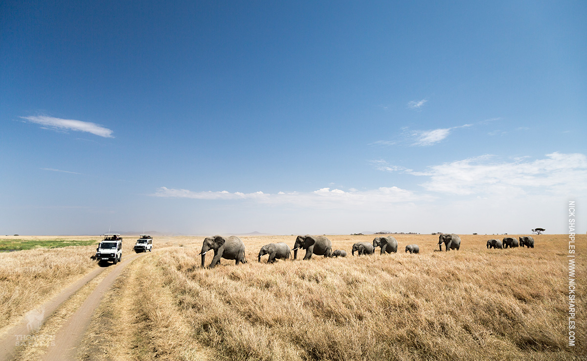 herd elephants in serengeti