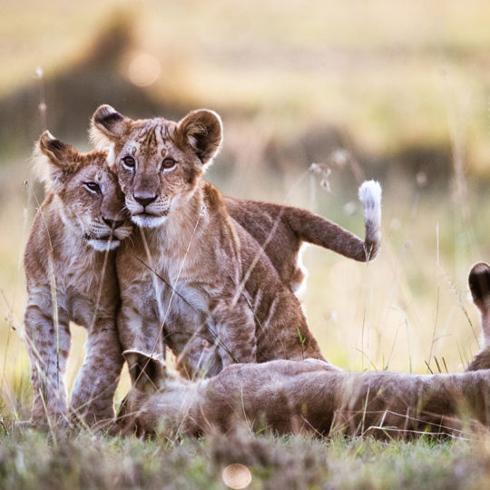 lion cubs seen on safari