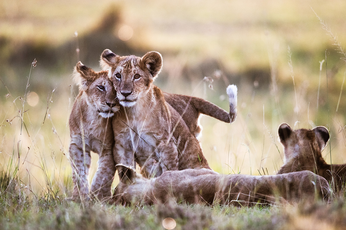 lion cubs seen on safari