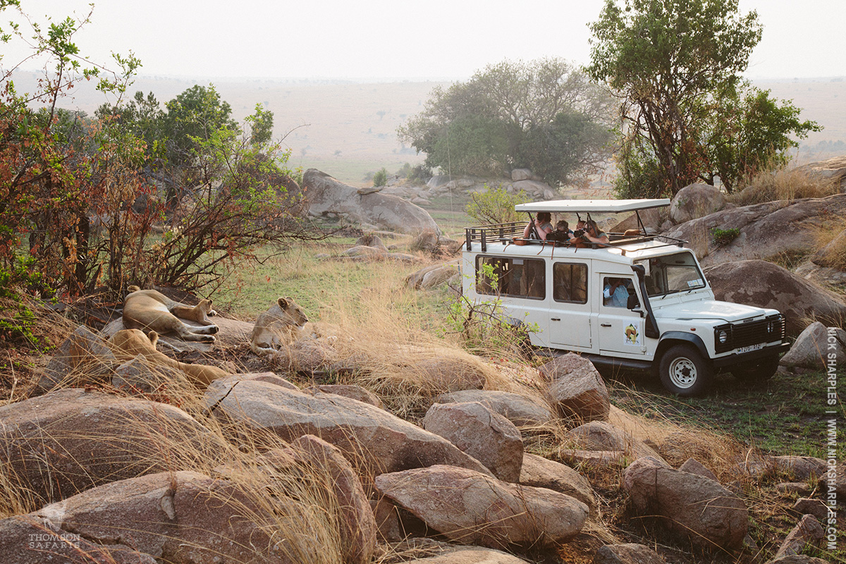 viewing lions on safari with thomson