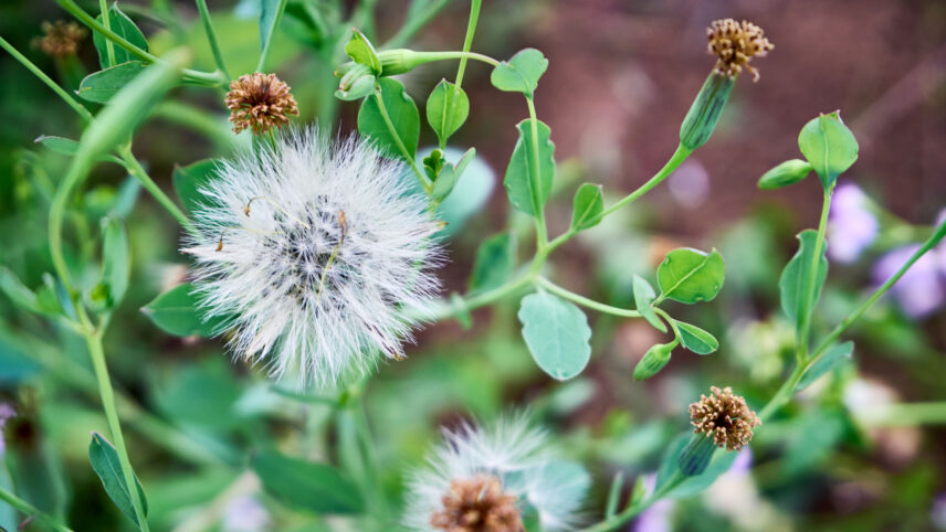 common groundsel